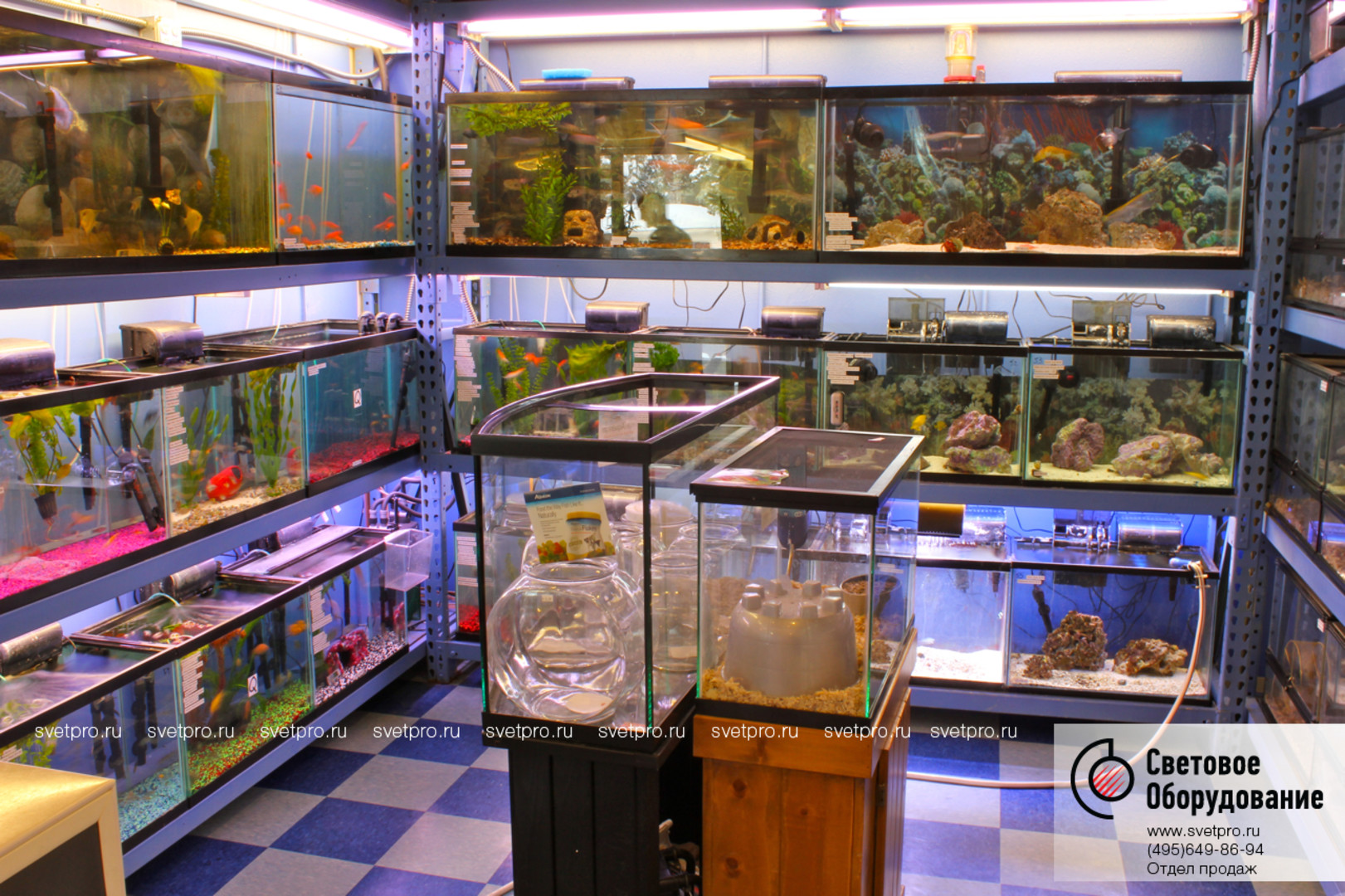 Продать аквариумных рыбок. Зоомагазин аквариум. Аквариум с рыбками в зоомагазине. Аквариумные рыбки в зоомагазине. Зоомагазин с экзотическими животными.